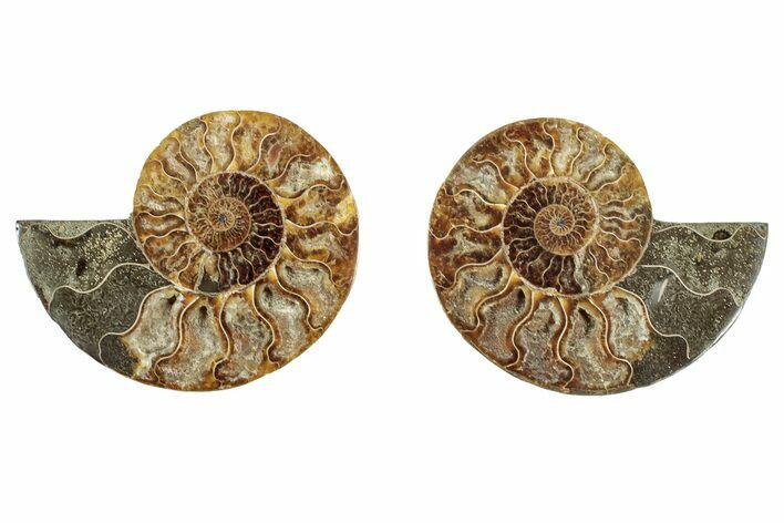 Cut & Polished, Agatized Ammonite Fossil - Madagascar #344478